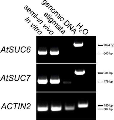 Protoplast-Esculin Assay as a New Method to Assay Plant Sucrose Transporters: Characterization of AtSUC6 and AtSUC7 Sucrose Uptake Activity in Arabidopsis Col-0 Ecotype